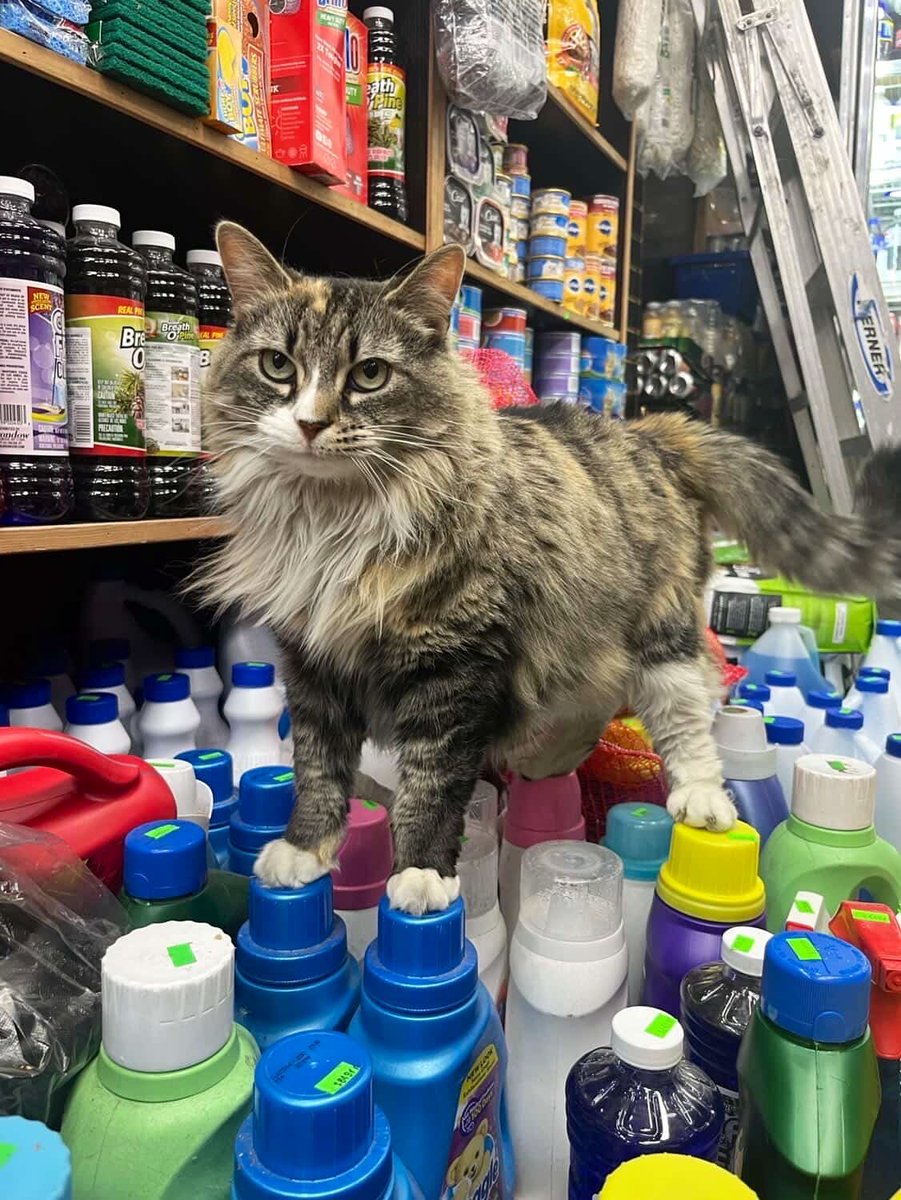 Bodega Cats tweet media