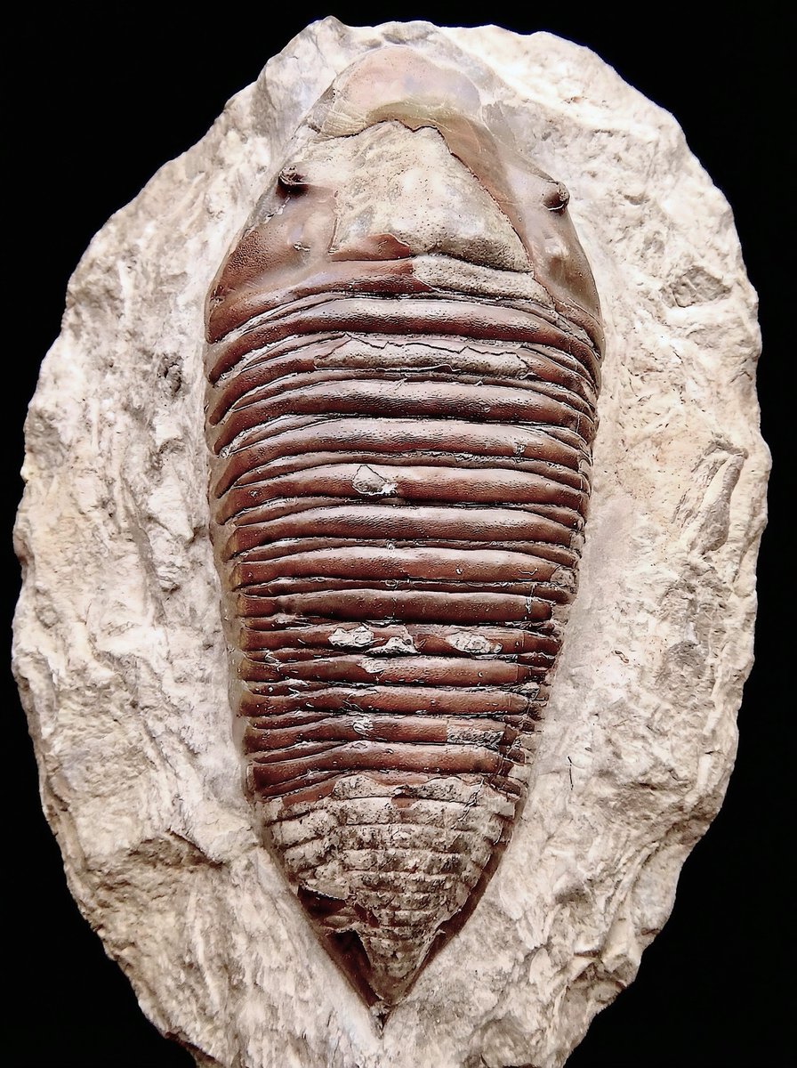 American Museum of Natural History tweet media