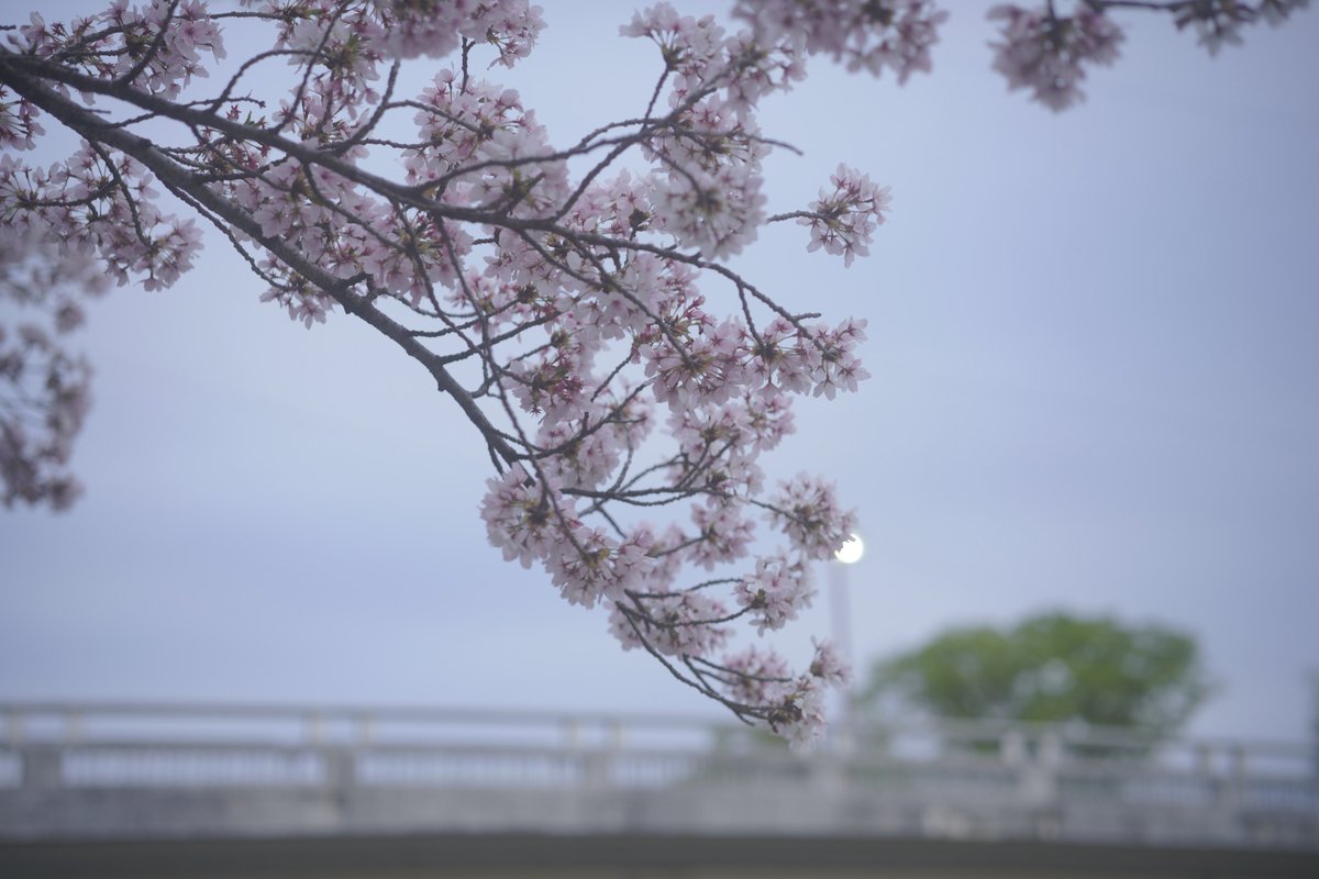 ruiiph's tweet photo. もう桜の季節も終わり https://t.co/0Ox9Esg85w