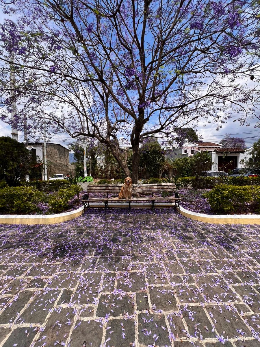 Hélène de Troie tweet media