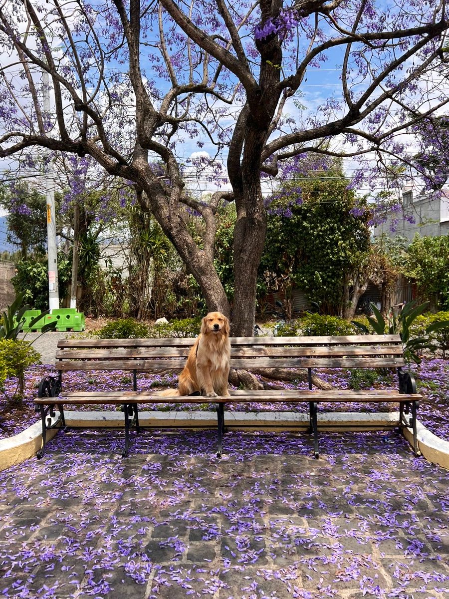 Hélène de Troie tweet media