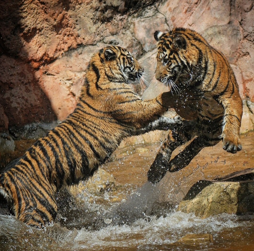 run.swim.shingo tweet media