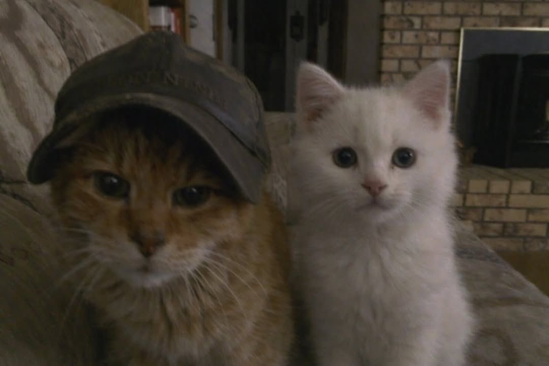 kat 🐈‍⬛ tweet media