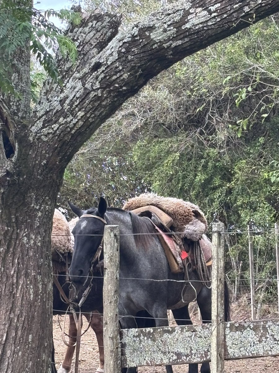 El Baqueano tweet media