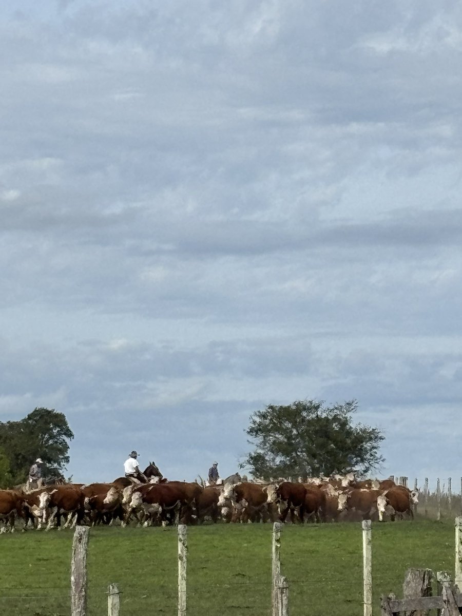 El Baqueano tweet media