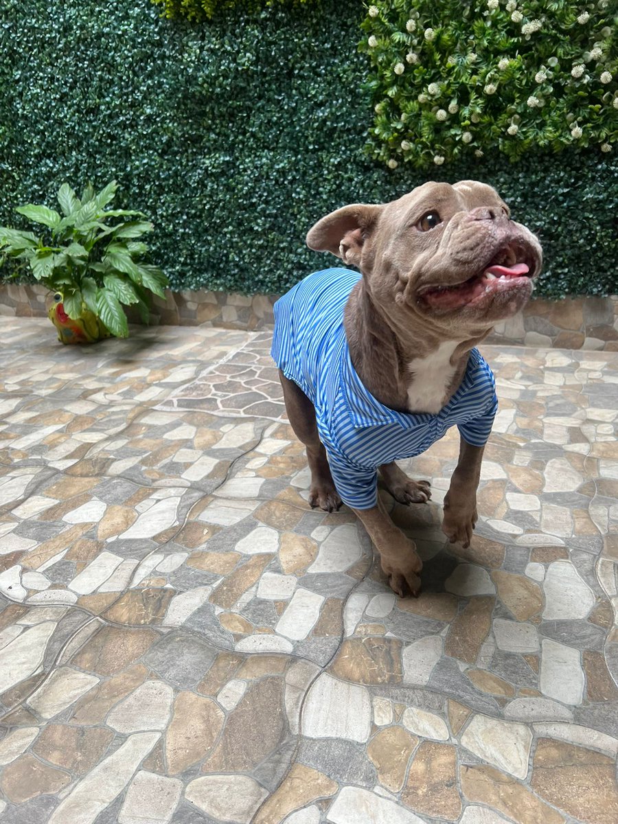 VIBRAmascotas's tweet image. Amigos seguimos buscando a una familia para Chatita , es mediana, tiene 2 años aprox, es muy tranquila , se lleva bien con otros perros , no se lleva bien con gatos. 
Le das una oportunidad?
#rt #AdoptarSalvaVidas #cdmx wats 5548724347