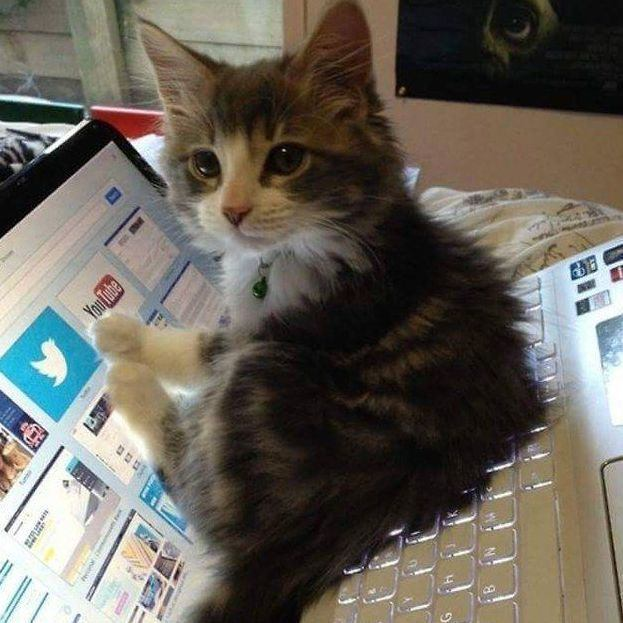 hayat kumar tweet media