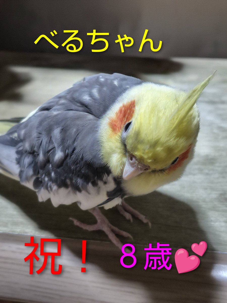 ちいちい☆TL追えてません☆ tweet media