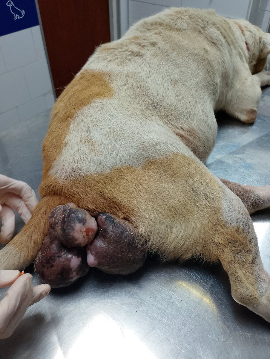 Patitas_ Budge lomasdezamora tweet media