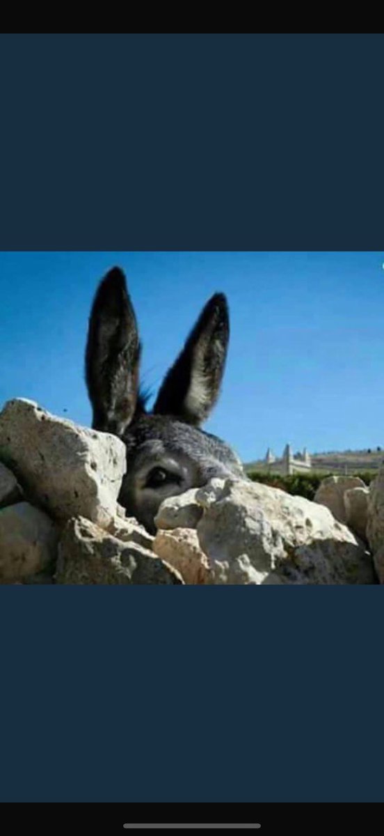 TURKI ALOTAIBI tweet media