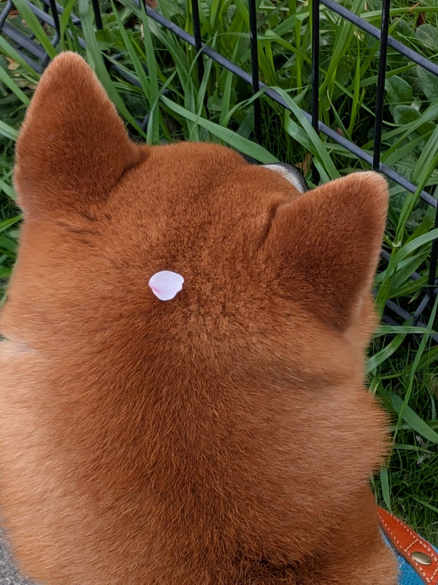 祐 🌾𓊝𓄹 ‎TOUR／GHOST 城ホ初日 tweet media