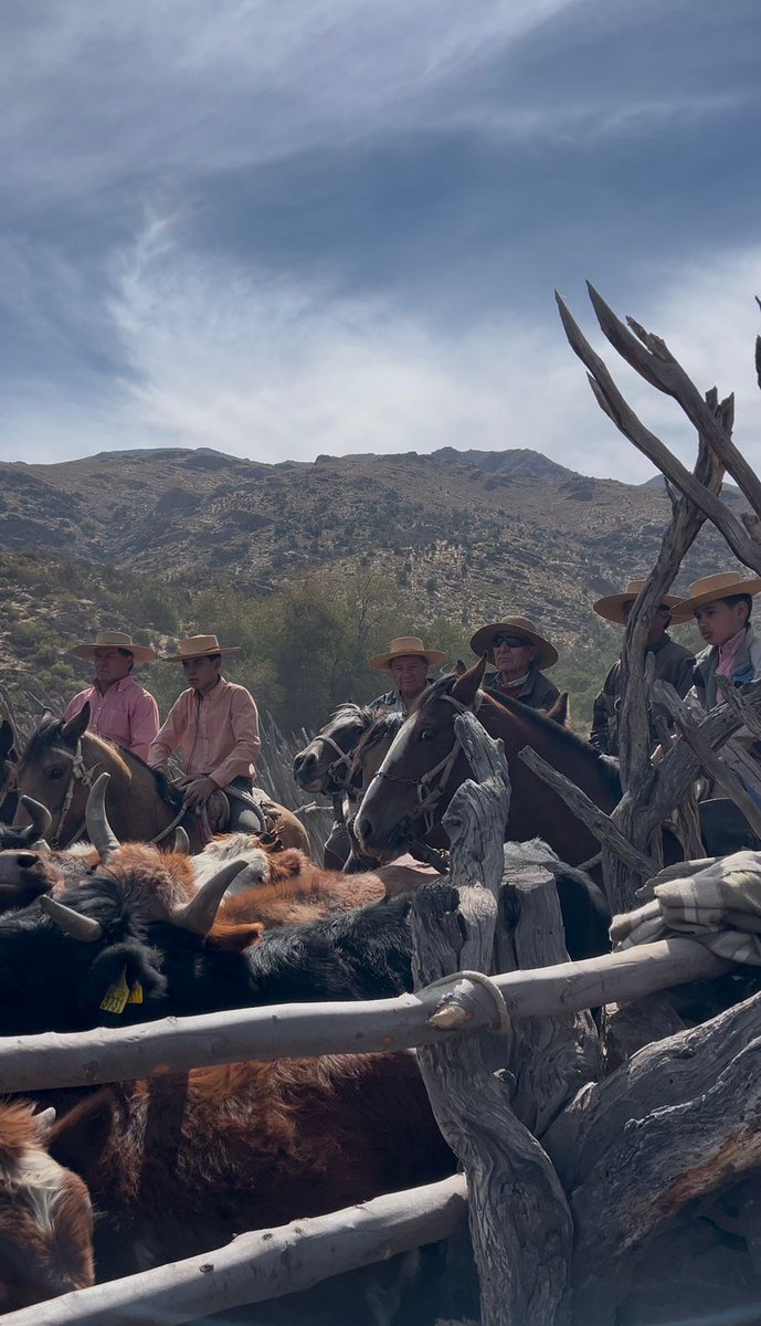 sagchile's tweet photo. En compañía del Seremi de Agricultura, Nicolás Prado, equipo pecuario de @sagchile #Petorca verificó sanidad animal de ganado, que bajó de las veranadas cordilleranas de #Pedernal, tomando muestras para Brucelosis bovina y Anemia Infecciosa Equina https://t.co/LFocrmtVjy