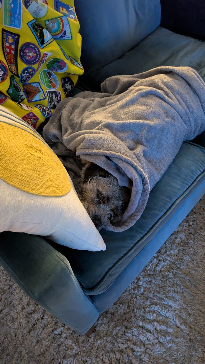 Millie The Border Terrier tweet media