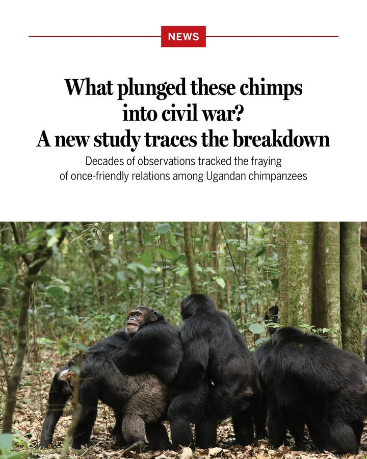 ScienceMagazine's tweet image. Chimpanzees regularly fight viciously over food, mates, and rank, but only rarely do these brawls spill over into a broader civil war.

Now, a study tracing 30 years of chimp behavior in Kibale National Park in Uganda reveals how and why such internecine violence erupts.

The