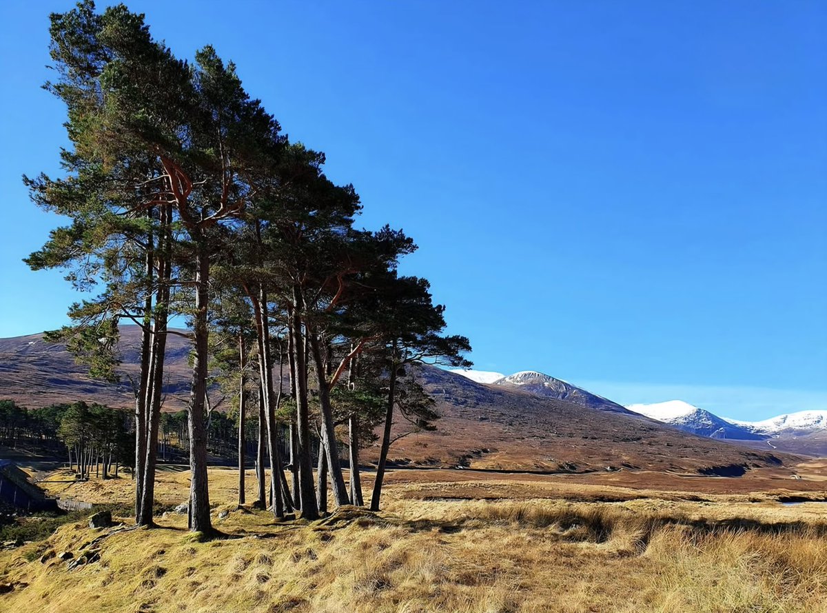 David Steele tweet media