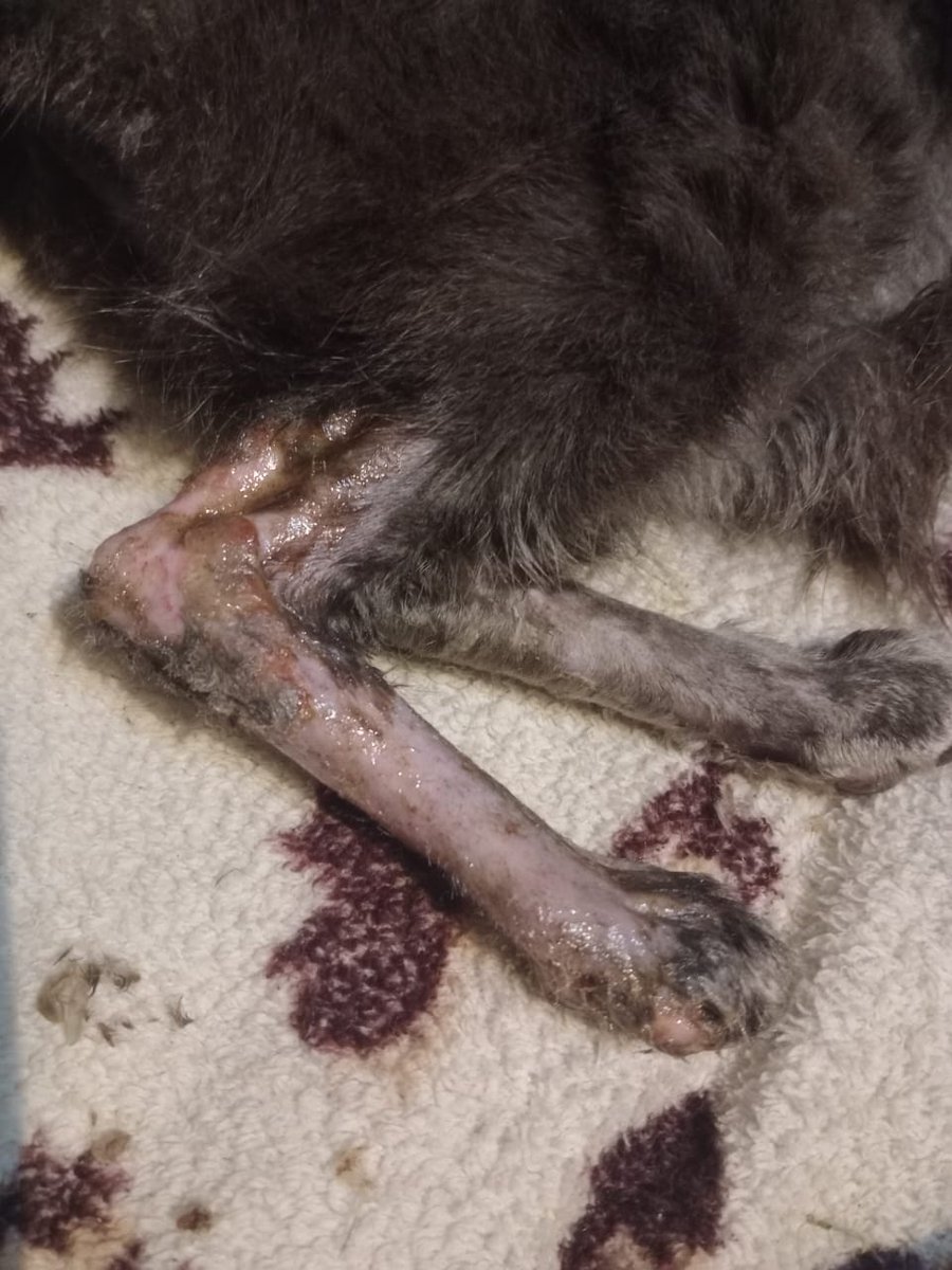 misuperamigofiel 🇦🇷 tweet media