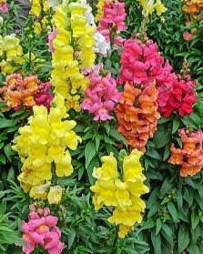 新井千春@MiNX'S🍅NO164 tweet media