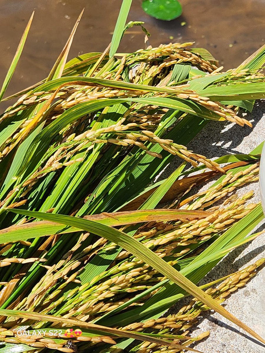 jorge ochoa tweet media