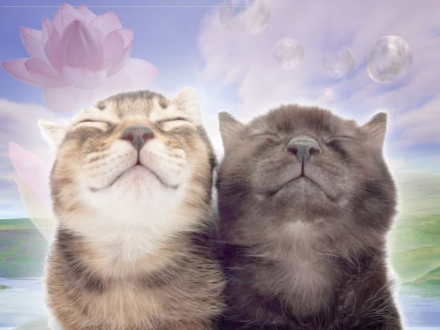 Daily Cat Posting tweet media