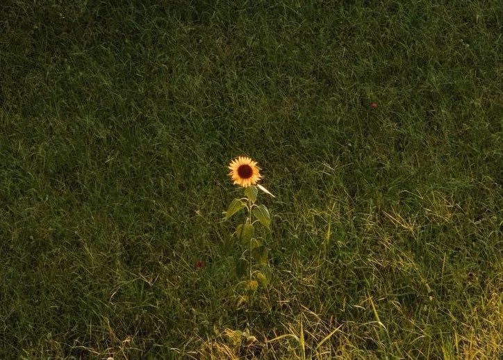 شَمس tweet media