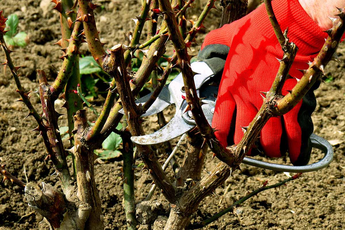 Gardeners_Path_'s tweet image. How and When to Prune Roses - Do the roses need pruning, but you don't know where to begin? Use these 5 tips from the experts at Gardener's Path to have the prettiest roses on the block. #pruningtips #gardening #rosegarden gardenerspath.com/how-to/pruning…