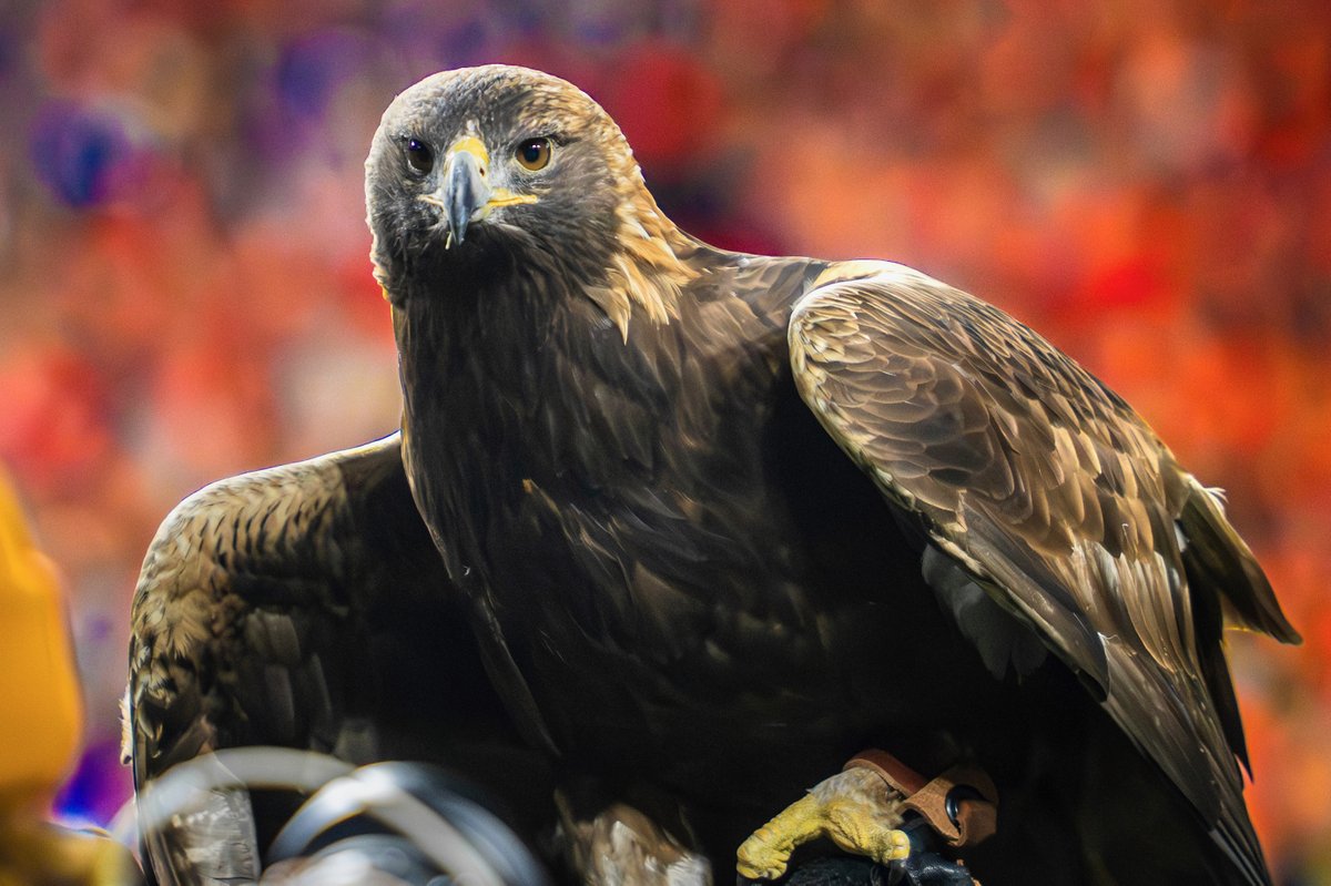 Auburn University tweet media