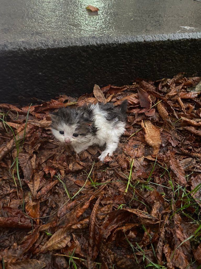 Evreni Merak Ediyoruz tweet media