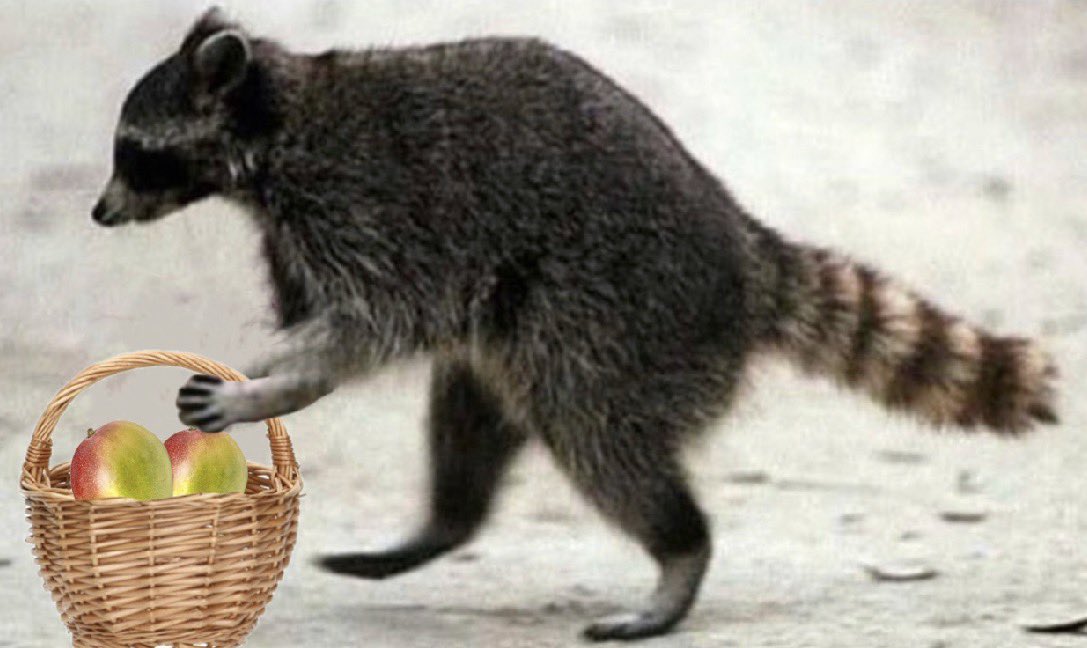 i love mango, next⁷ ᶜ'ᴹᴼᴺ ᵂᴵᴺᴳ tweet media