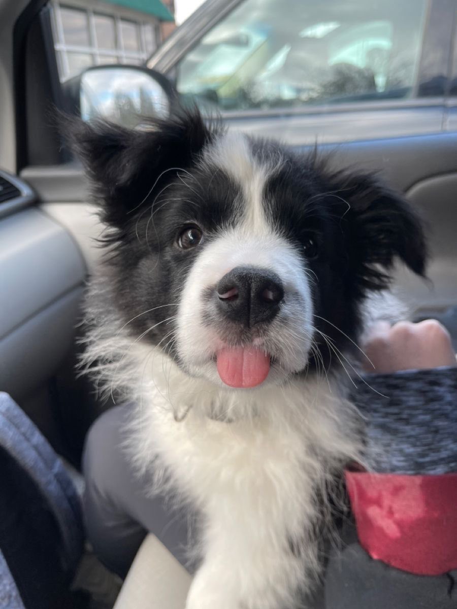 DIOR🐶 (2 PIECE) 🔜 home tweet media