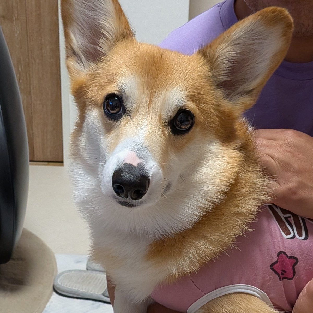 コーギーめるぱる🍎めぐすけ tweet media