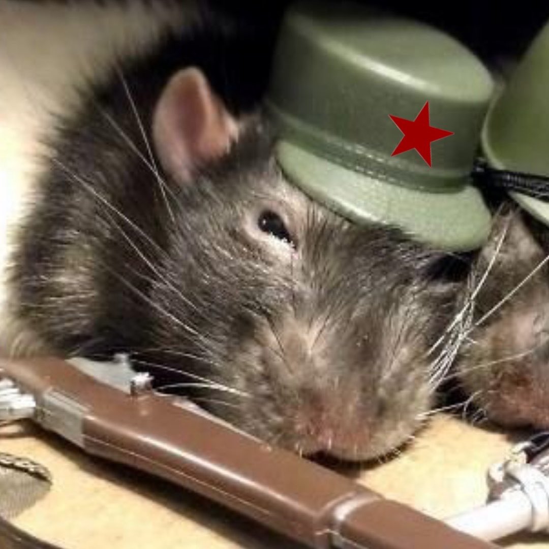 🐀ྀིྀིྀིྀིྀི tweet media