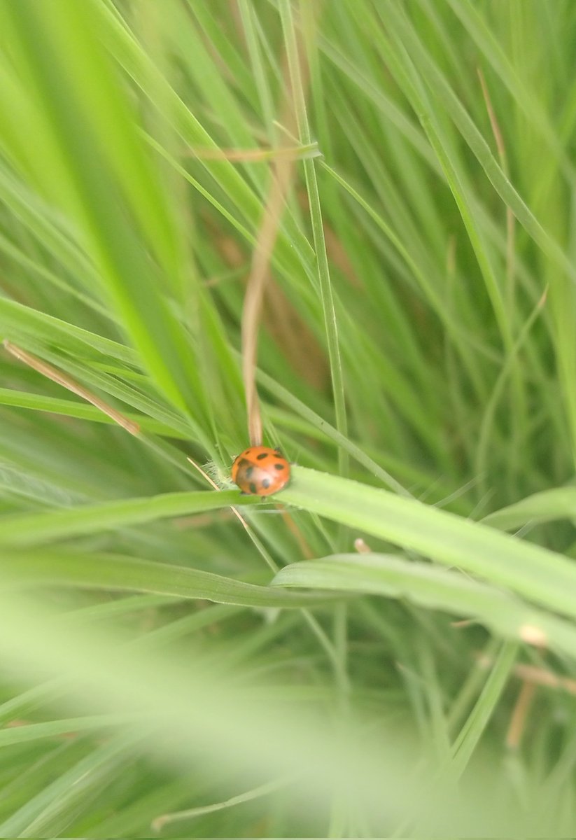 Hoy encontré esta catarina con una coloración más oscura en la parte izquierda... Era muy bonita