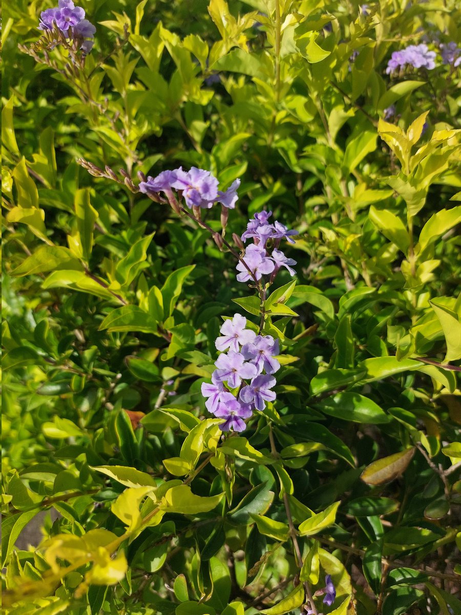 Yolanda Saldívar🇸🇻 tweet media