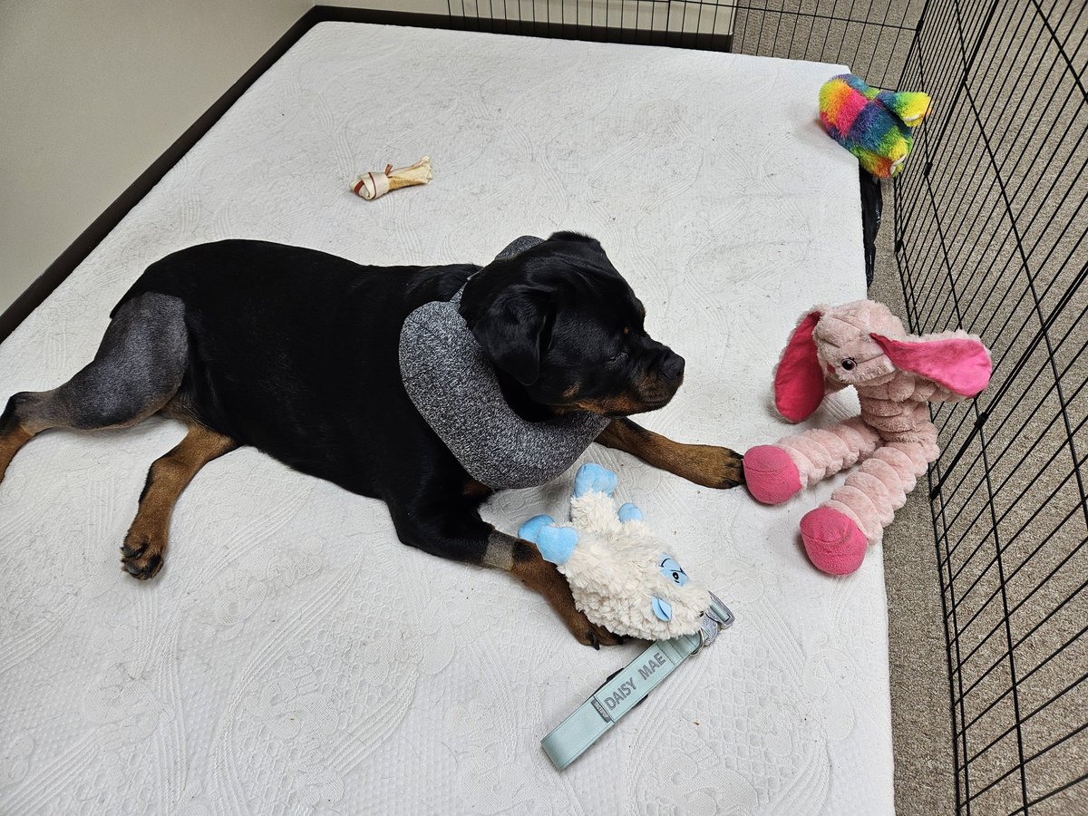 LashesBeWonky (Pinky Jean) tweet media