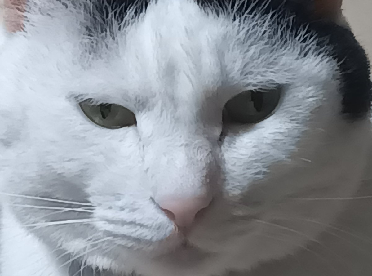 越智ブリ中(江戸研究家) tweet media