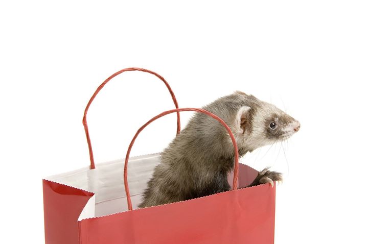 AHS_Think12's tweet image. Surprise!  We get heartworms too!! #ferrets