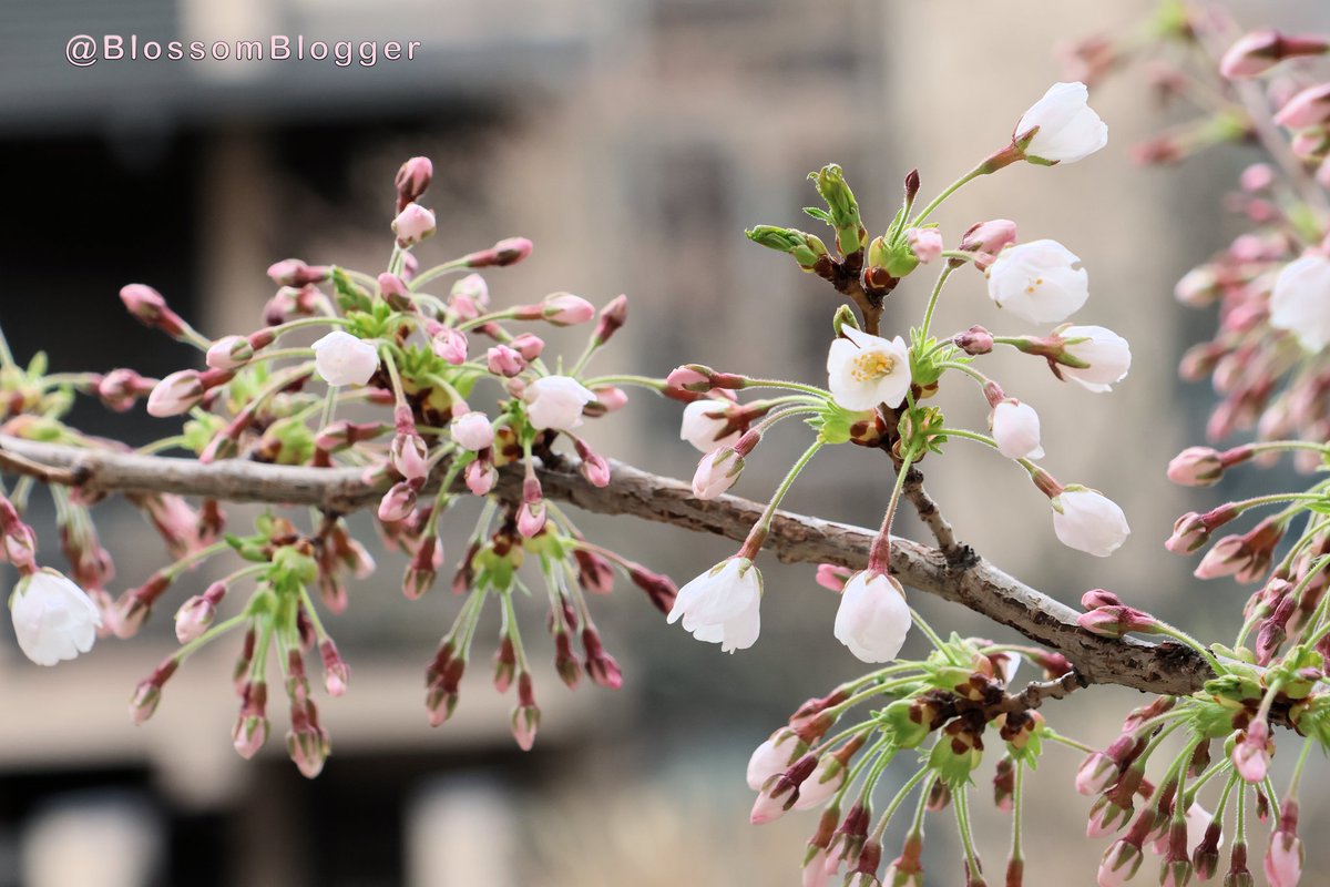 BlossomBlogger's tweet photo. Wooster Square Cherry Blossoms have popped! Only about 10 percent are close to full bloom! Get out to see them and come back for the Festival! https://t.co/7q4x1xhNfi