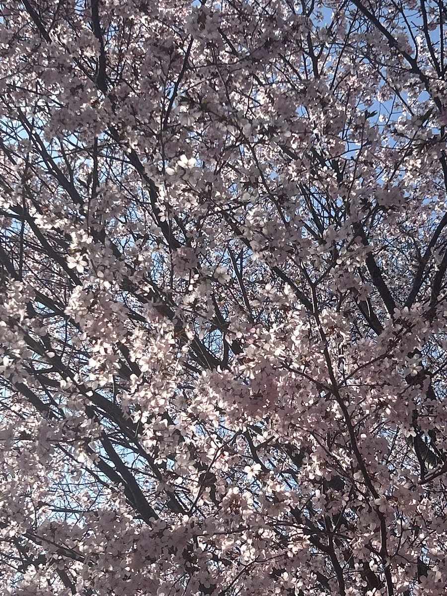 Candy Cure 🍬✨ 【IRIAM US】 tweet media