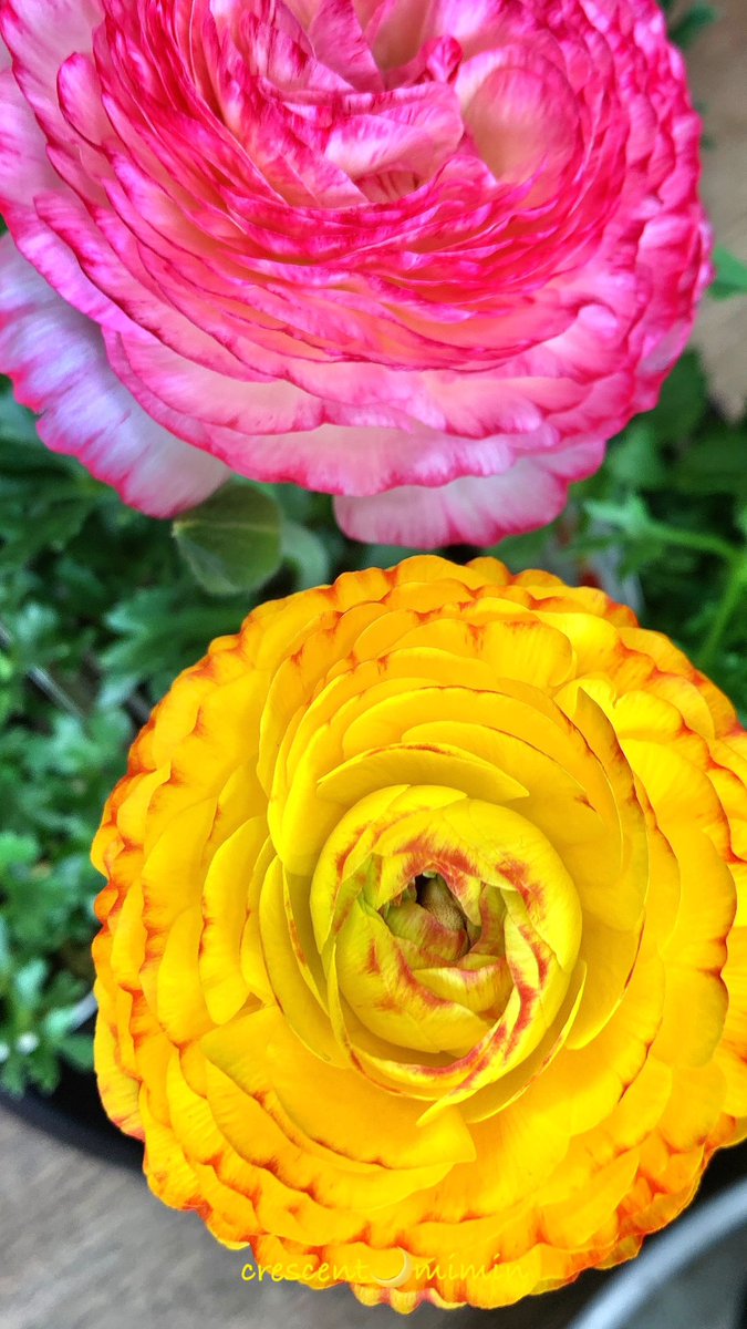 み みん tweet media