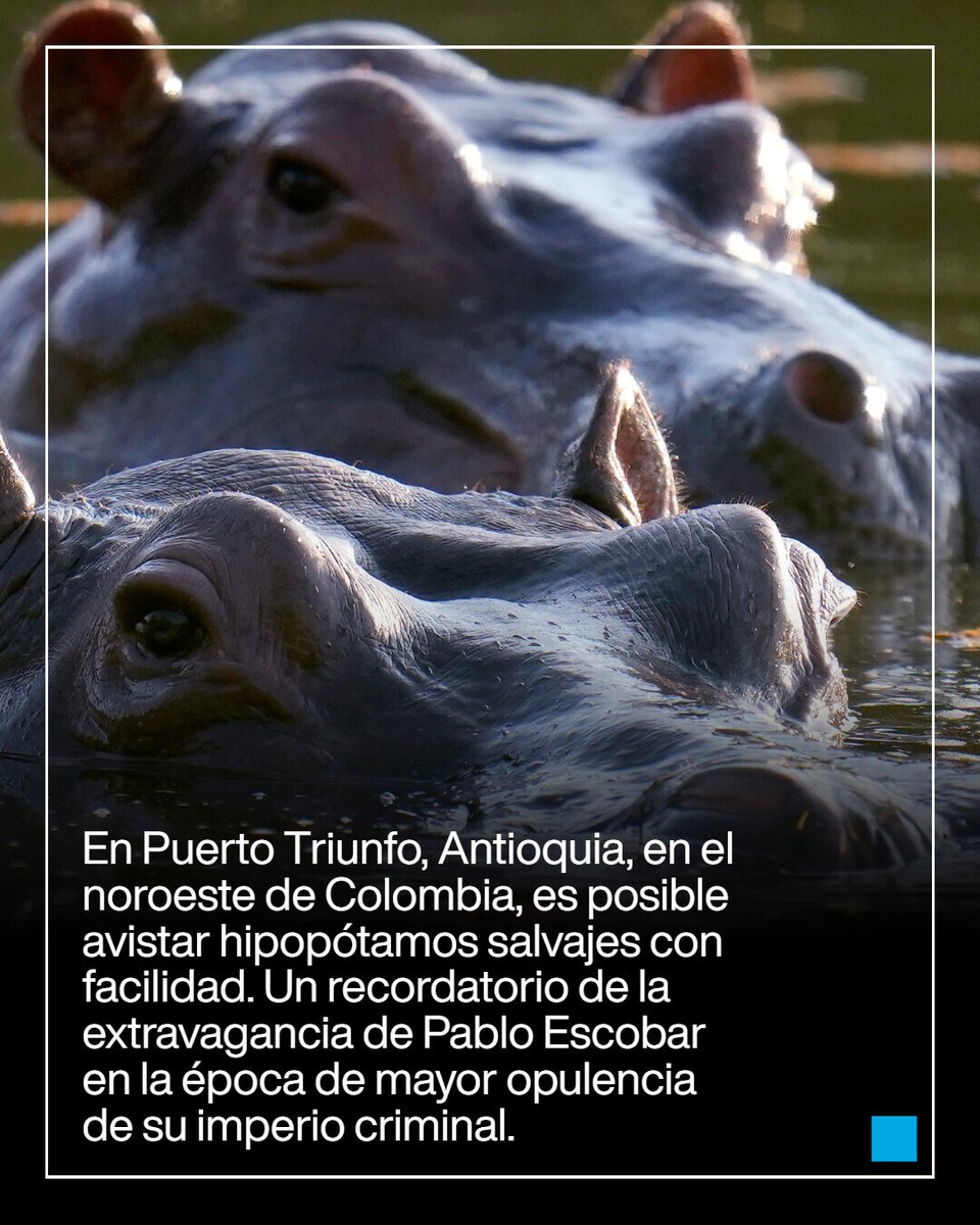 France24_es's tweet image. 🇨🇴🦛 Casi 170 #hipopótamos en Antioquia, #Colombia como consecuencia de los cuatro primeros llevados por el capo #PabloEscobar a su hacienda Nápoles. El Gobierno no ha logrado controlar su reproducción y ahora opta por la eutanasia de 80 de ellos ➡️ f24.my/BrN8