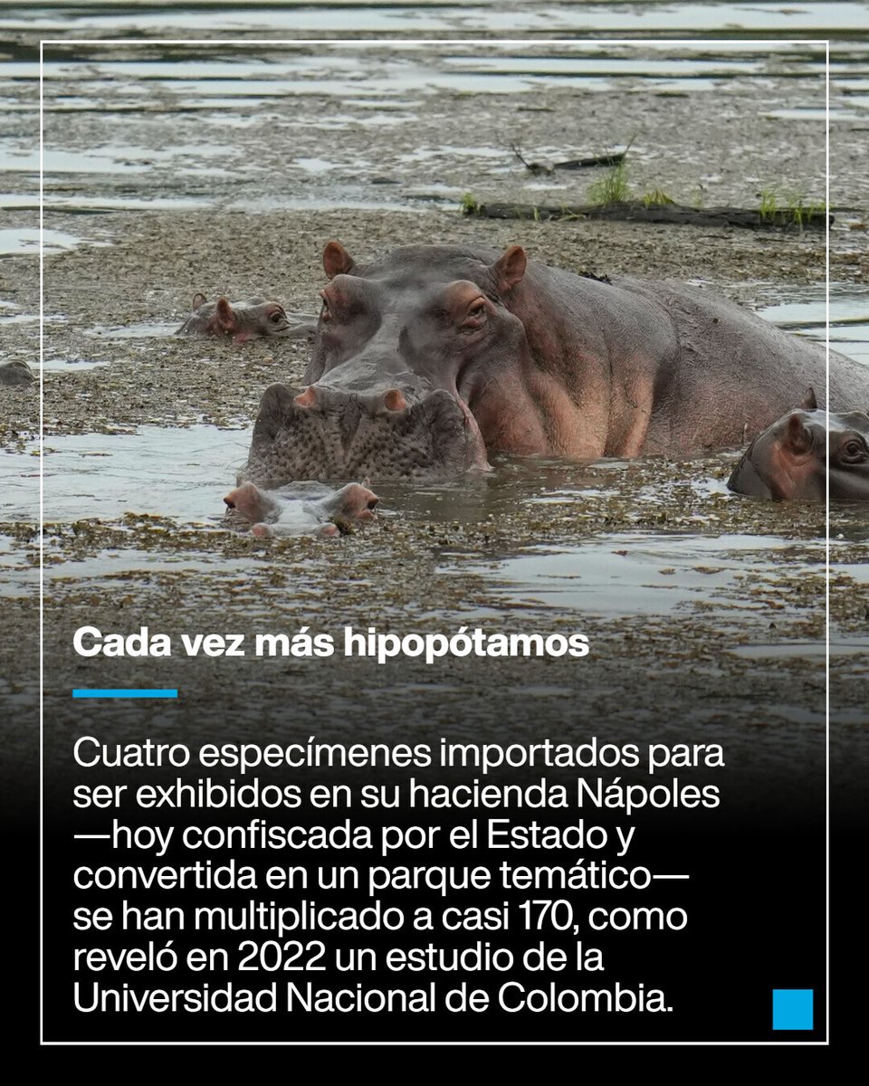 France24_es's tweet image. 🇨🇴🦛 Casi 170 #hipopótamos en Antioquia, #Colombia como consecuencia de los cuatro primeros llevados por el capo #PabloEscobar a su hacienda Nápoles. El Gobierno no ha logrado controlar su reproducción y ahora opta por la eutanasia de 80 de ellos ➡️ f24.my/BrN8
