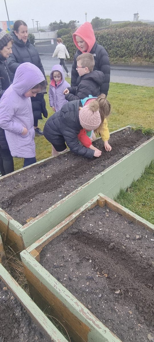 TidyBelmullet's tweet image. We had a lovely morning planting with 1st Class recently. The weather wasn't great but that didn't stop 1st class! Well done! We planted 80 Anemone corms. God bless your work and we look forward to seeing you again when the Anemones are in bloom.
#planting  #welldone #school