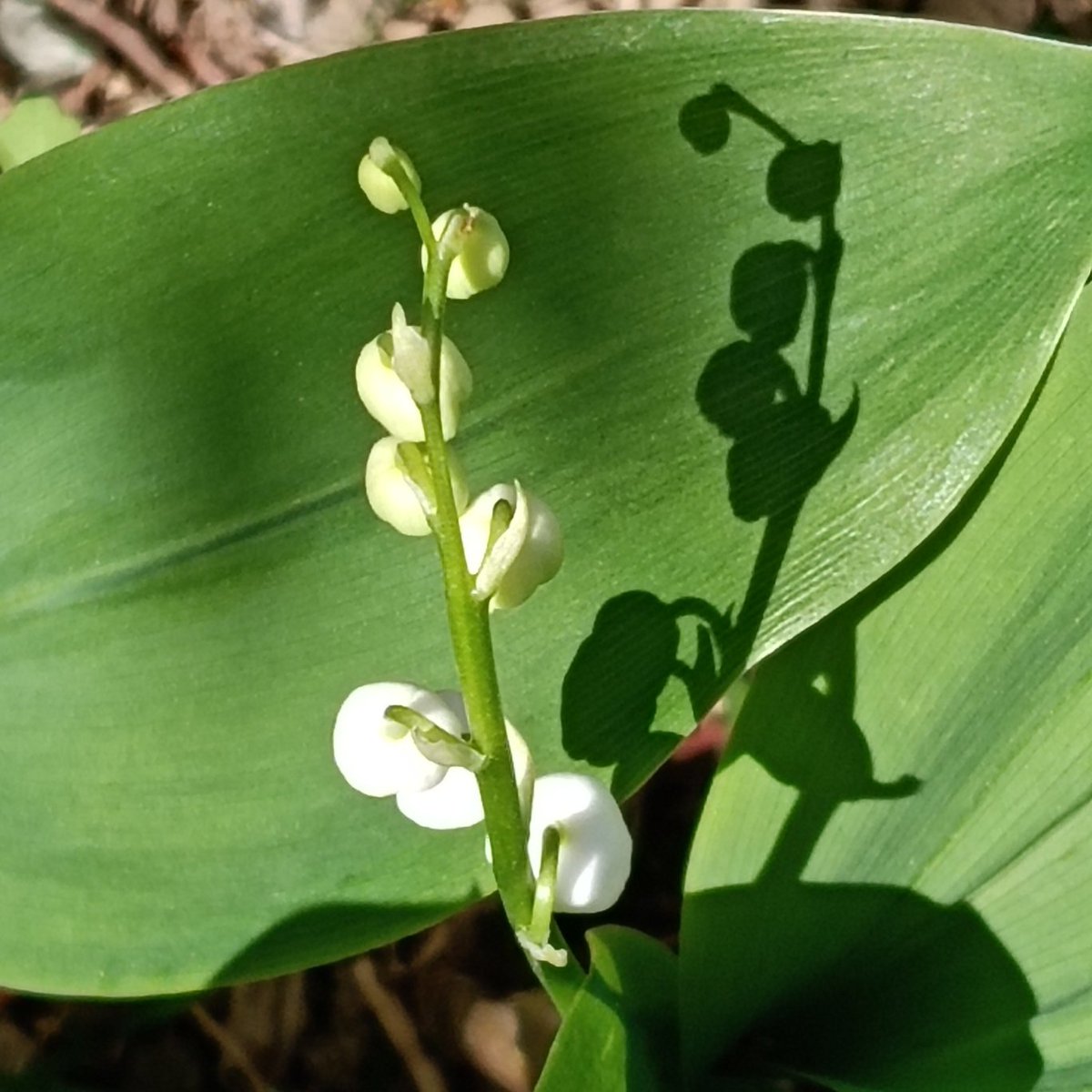 高尾山の花名さがし tweet media