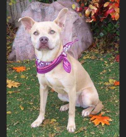 HollywoodDogs's tweet image. Angel, a 1 1/2-year-old Pit Bull mix at a full shelter in #OklahomaCity, #OK, needs a forever home, a foster home, or rescue adoptapet.com/pet/46474876-o… #URGENT #PitBull #AdoptableDogofDay 🐶