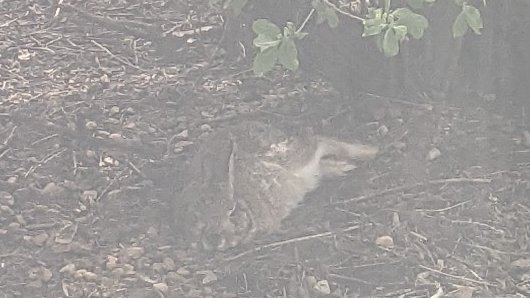 soyカスファンク on DVD ◟( ⊙)◞🔪 tweet media