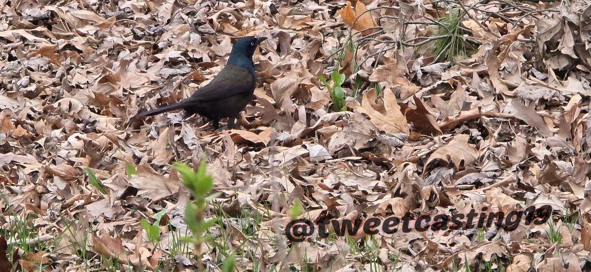 tweetcasting19's tweet photo. Just looking around 🐦
#Bridsofontario https://t.co/VztkGPogtF