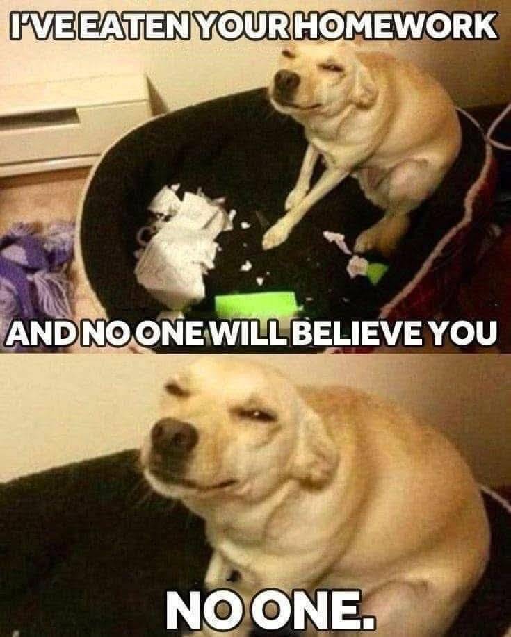 Heckin Good Dogs tweet media