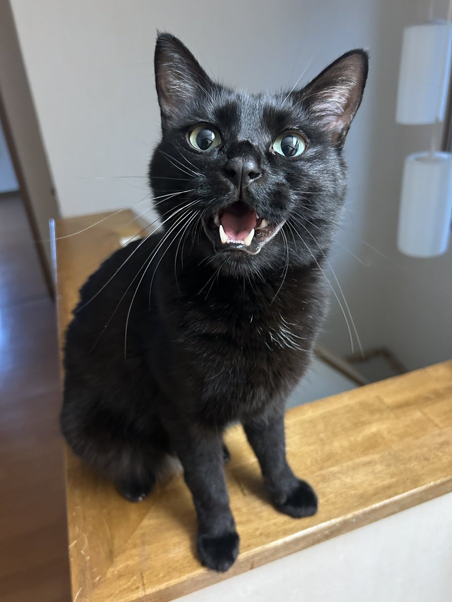 黄昏なすたん tweet media