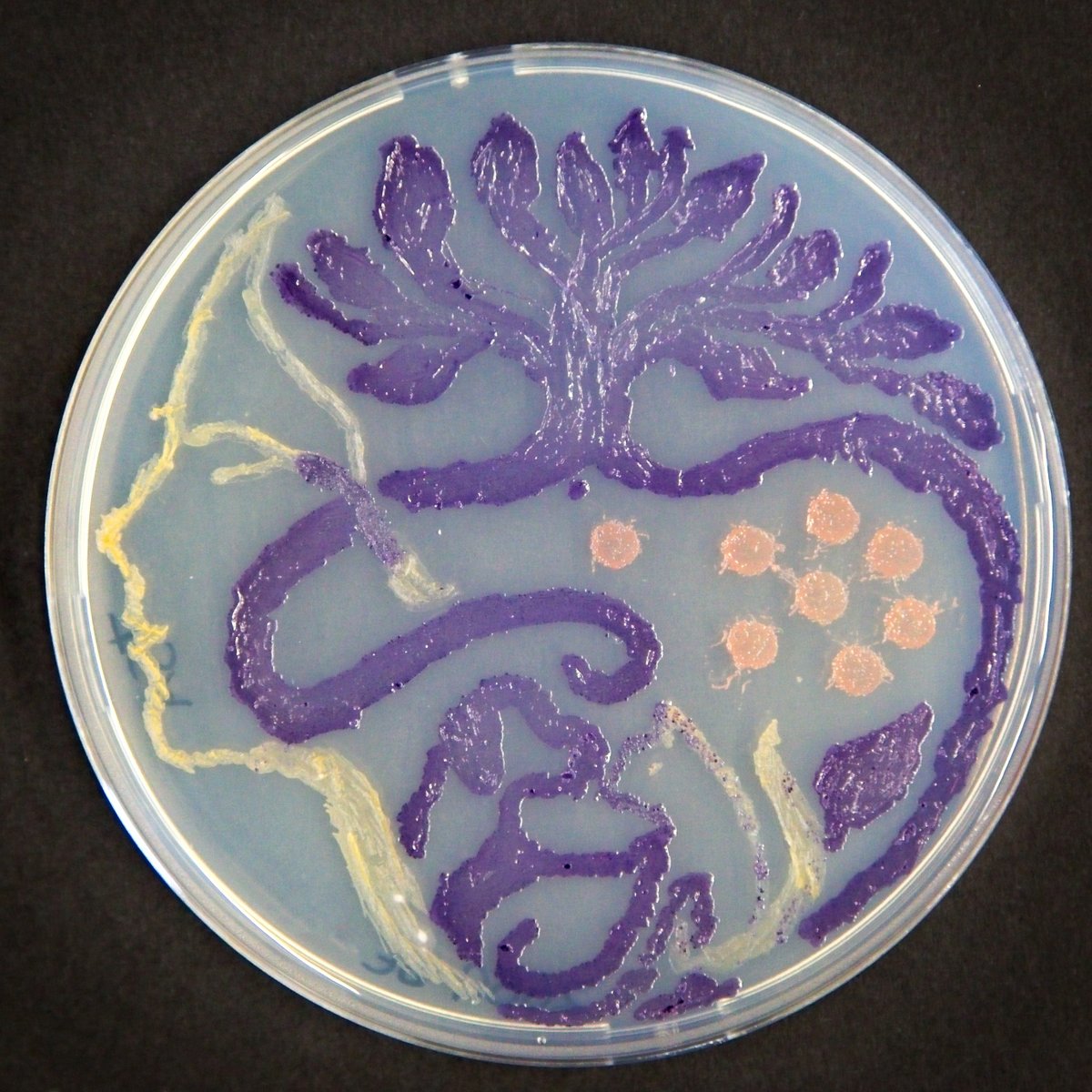 InstitutoSenara tweet media