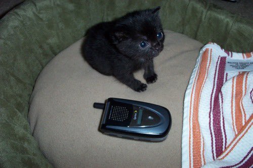 Old Internet tweet media